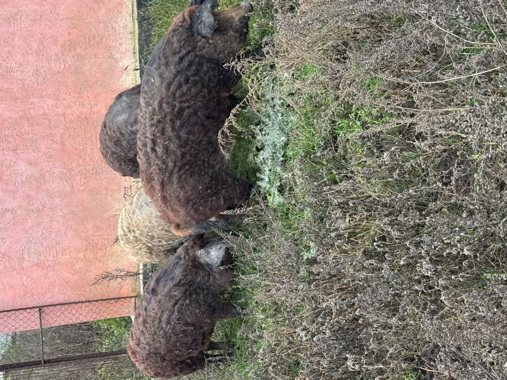 Vând porci mangalita