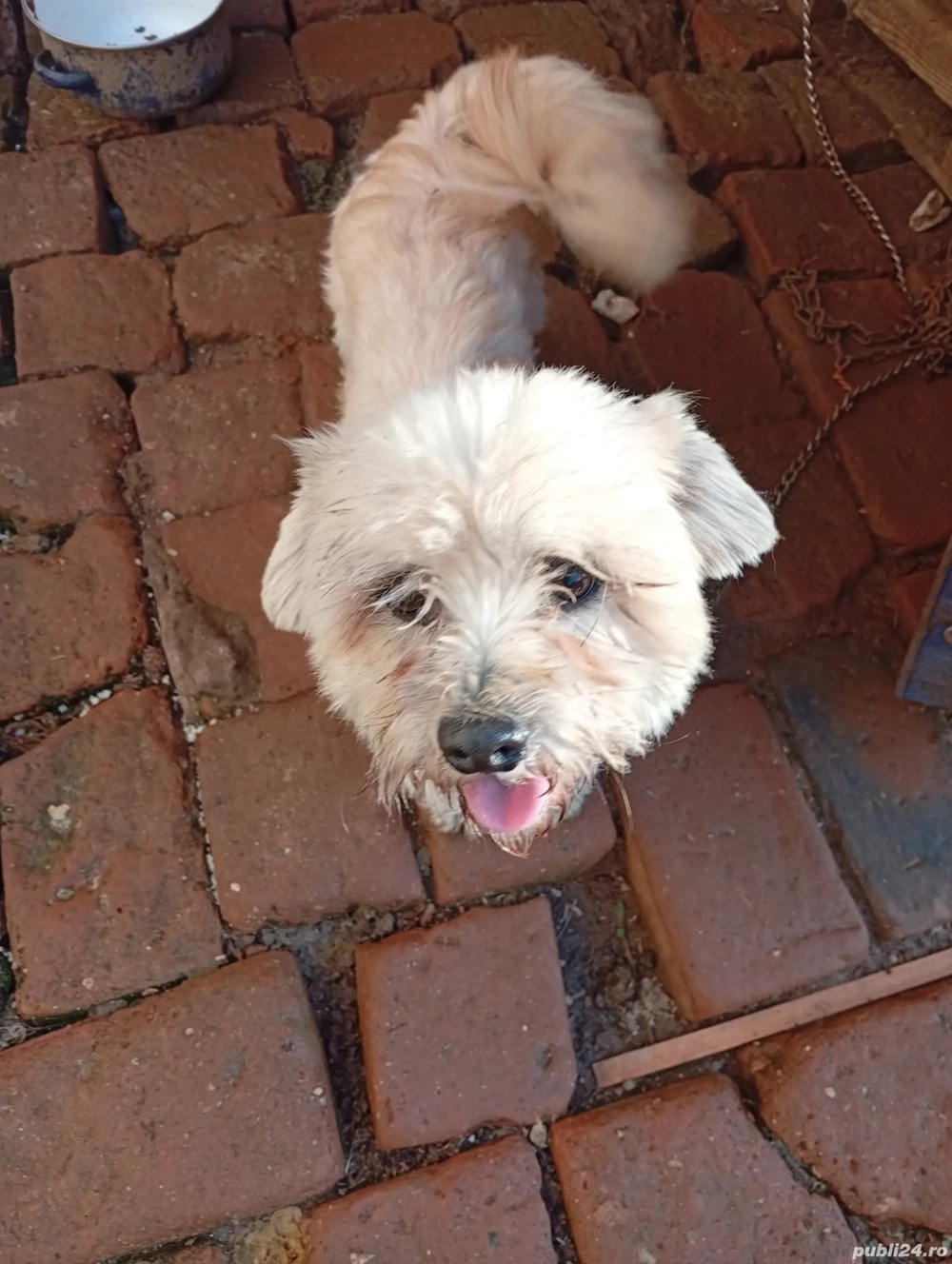 Donez cățel bison maltez băiat talie mică virsta 2 ani foarte voios și jucăuș.