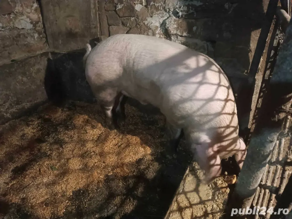 se vinde jumate de porc la carcasa 