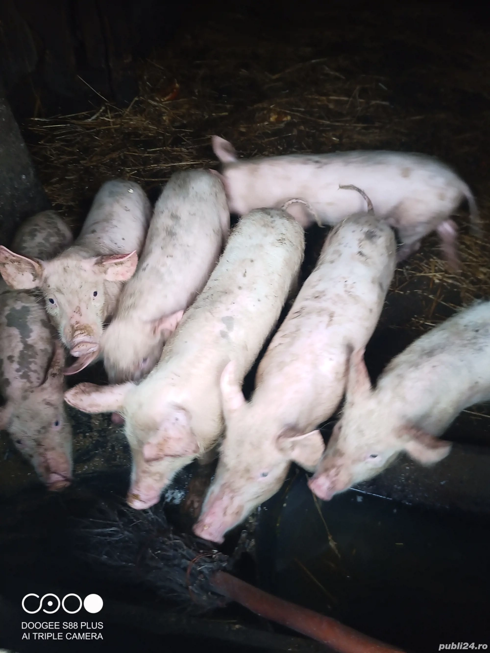 vand 3 purcei juganiti 2 luni