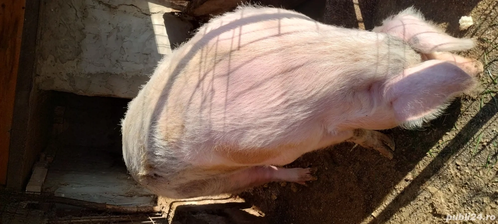 porci de vânzare 
