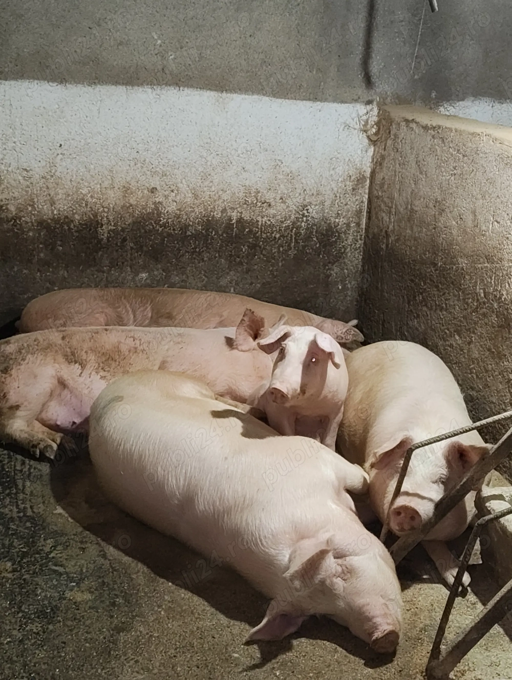 Vând porci 90-140kg din gospodărie proprie.