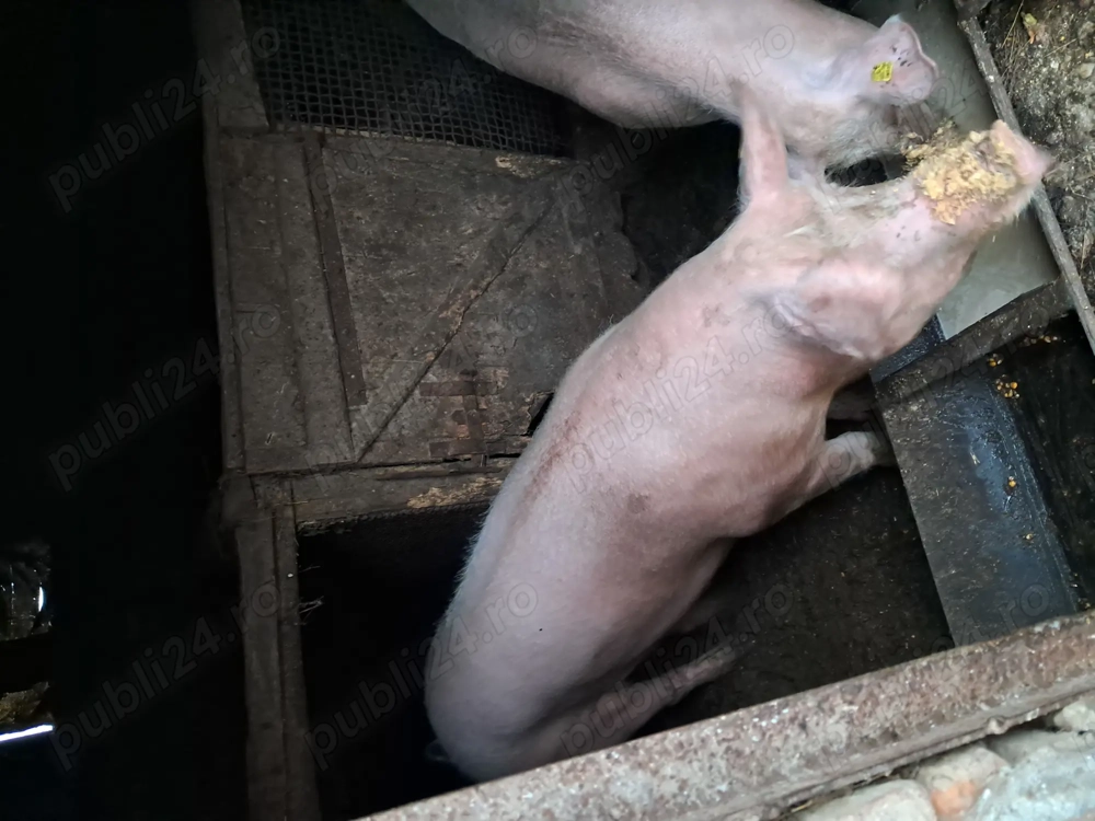 Van un porc la alegere 