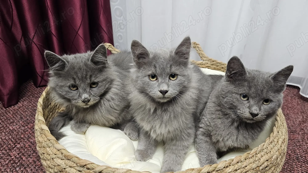 Pisici superbi gri, rasa Nebelung