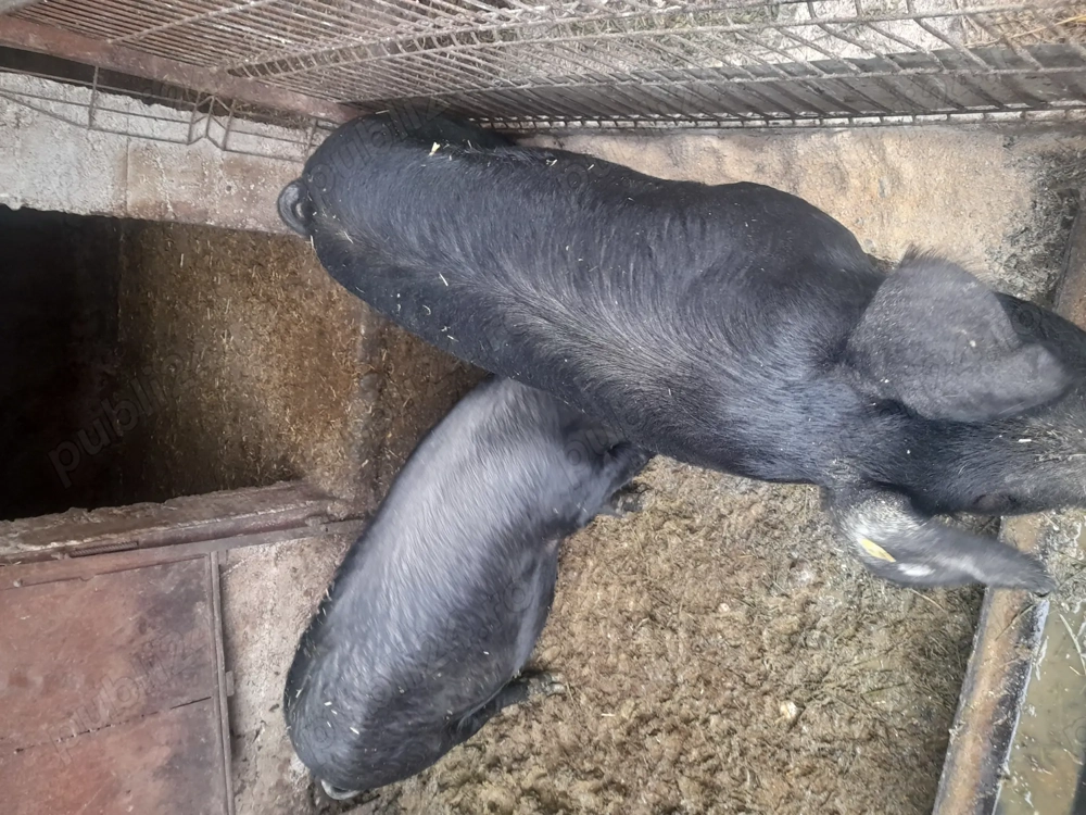 Vând porci,cu posibilitate de tăiere