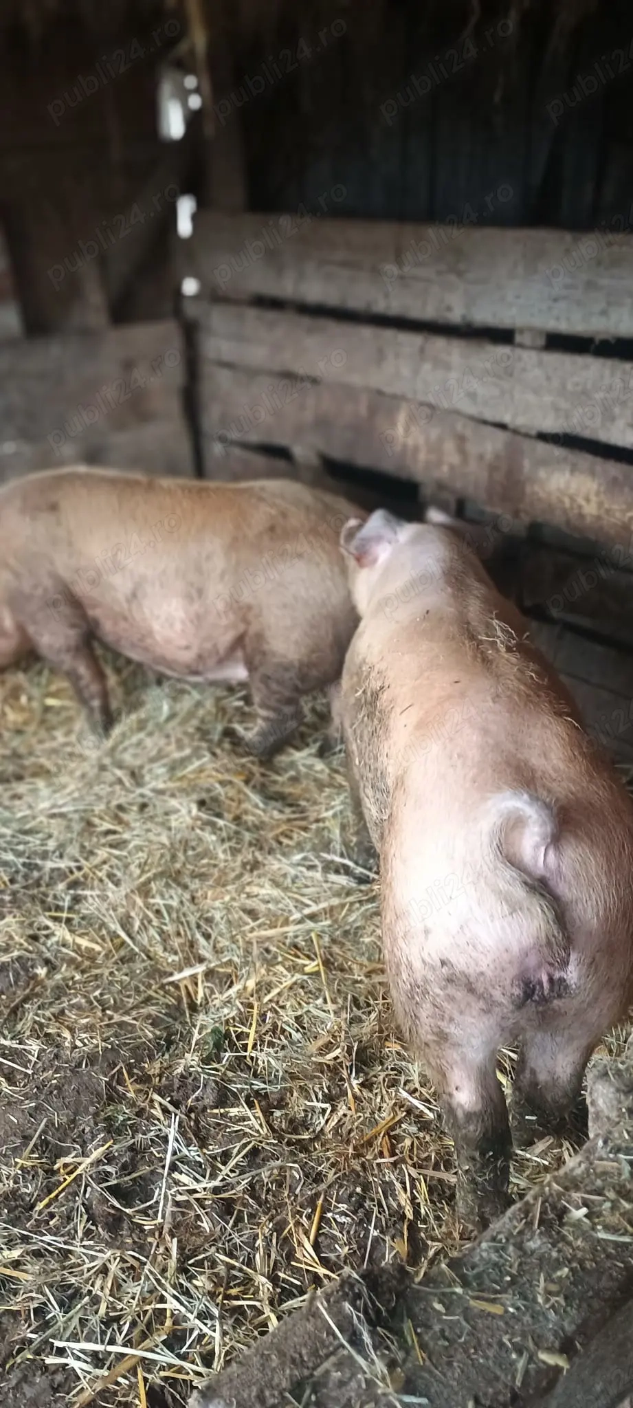 Porci DUROC de vanzare