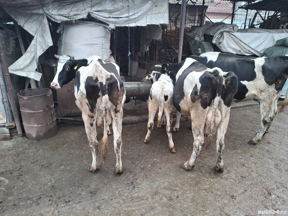 Vaci si Juninci Holstein