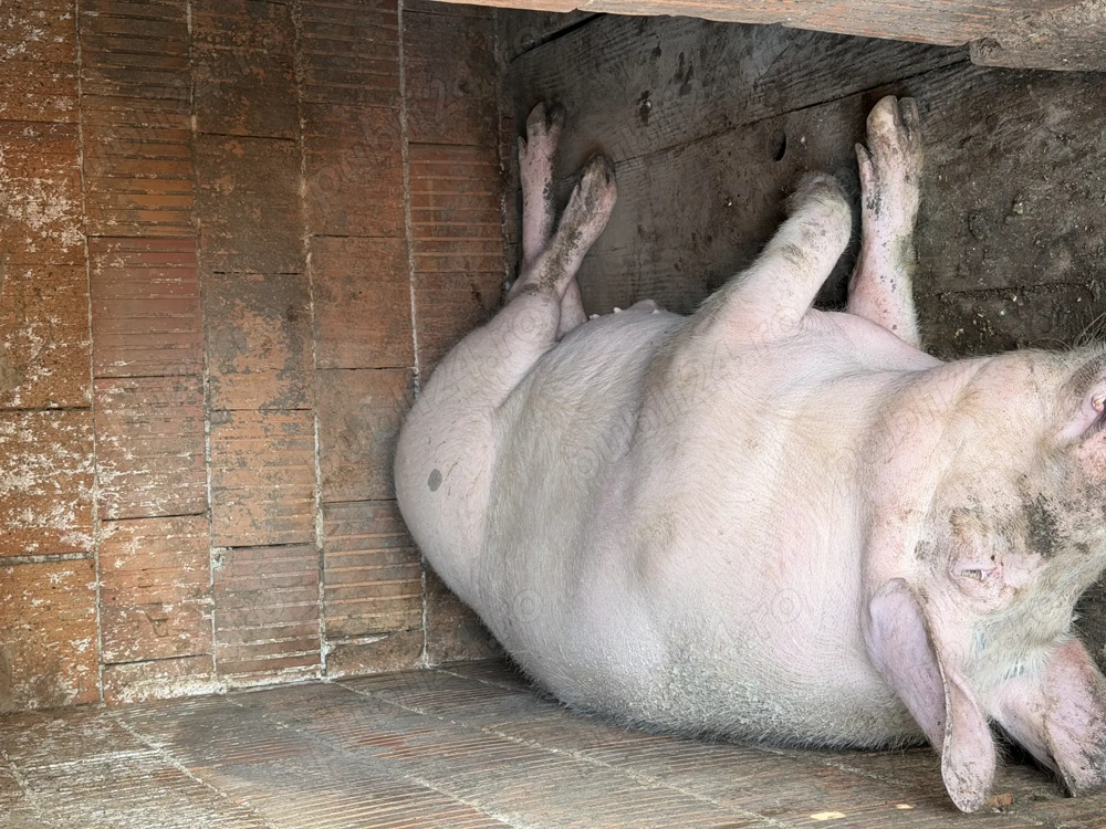 Porc pic cu Pietrain 