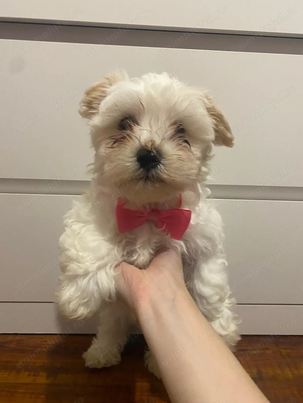 Vând pui bichon vaccinați 