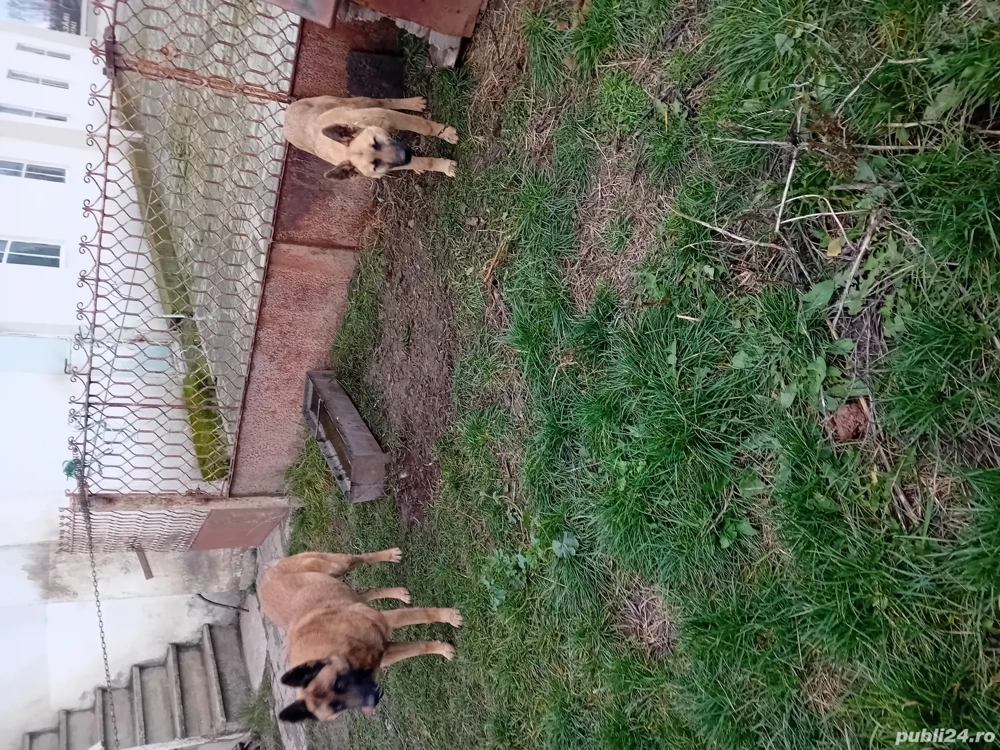 Vând CAINI CIOBĂNESC BELGIAN și german cu pedigri și carnet de sănătate 