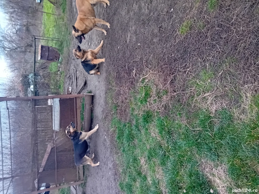 VÂND CAINI SI CATEI CIOBĂNESC german si belgian cu carnet de sănătate și se asigura puritatea rasei 