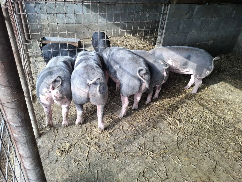 Porci de vanzare 60 70 kg 