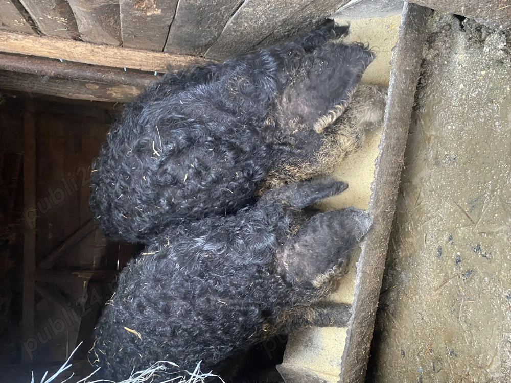 Un purcel și o purcea Mangalita 