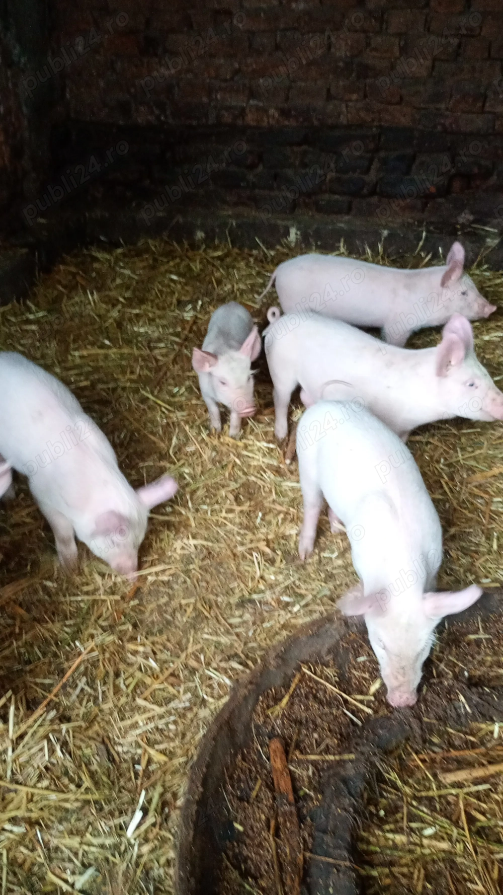 Vând purcei din rasa Marele Alb 