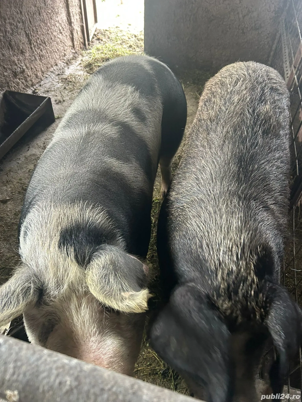 vand porci  crecuti cu truda