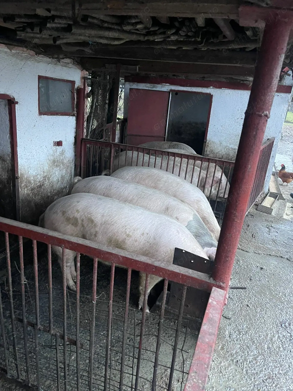 Vand porci de carne landras 130-150 de kg 