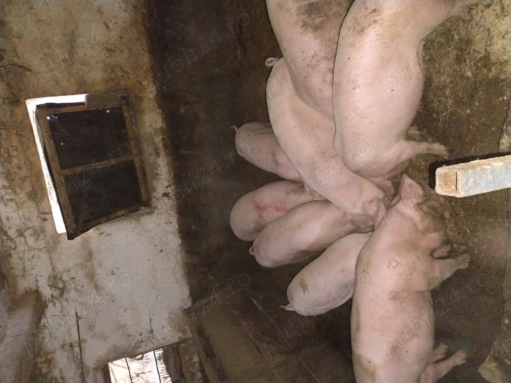 Vând porci  crescuți cu cereale !