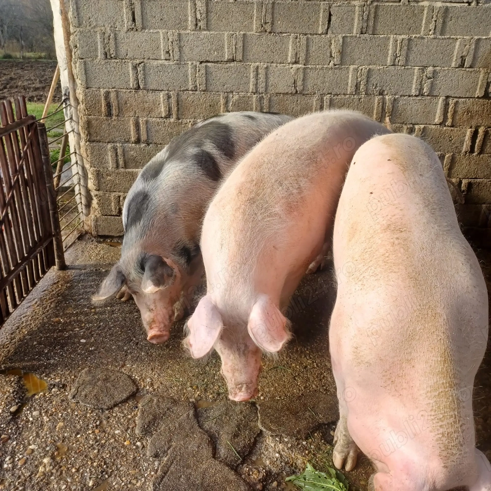 Vand porci, 18 lei in viu