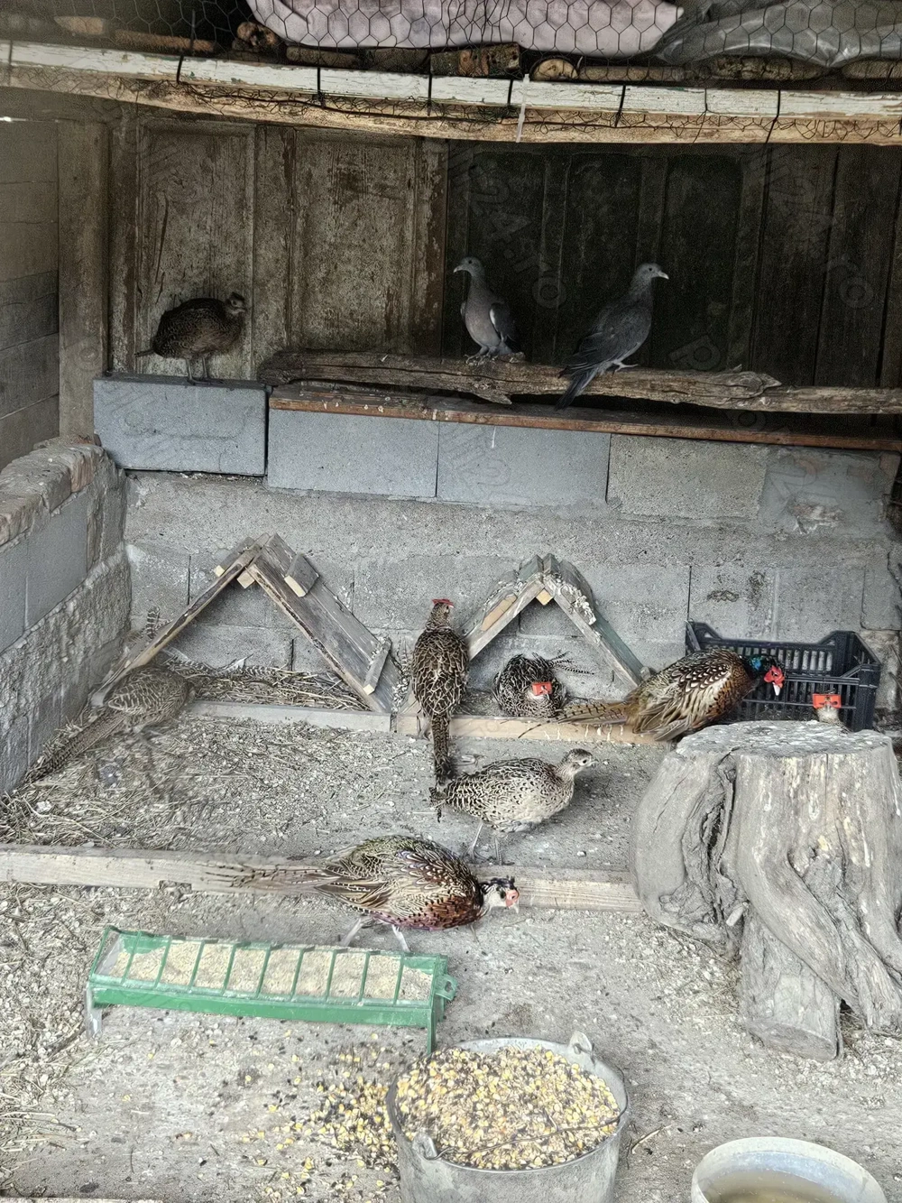 Fazan comun tineret.