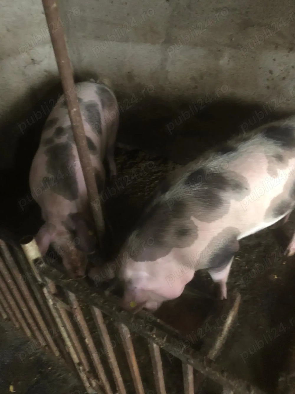 Porci de casa de vanzare