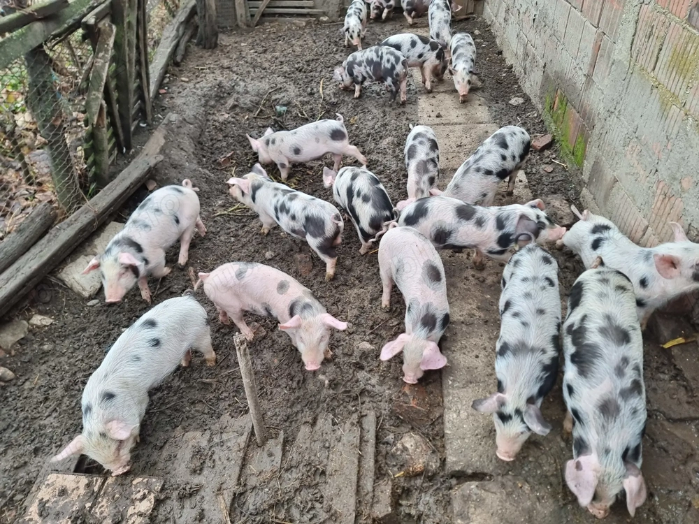 Vand Purcei 10Saptamani!!