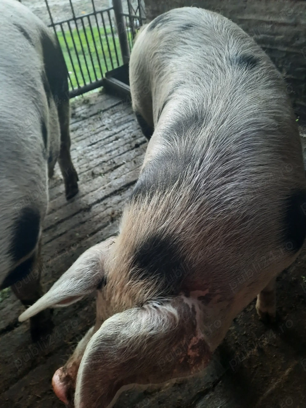 Porci crescuți natural