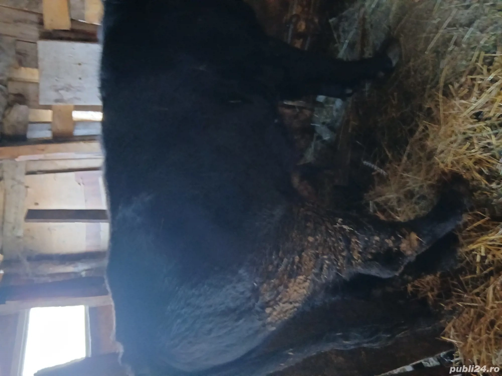 tăuras de vânzare 1,7luni