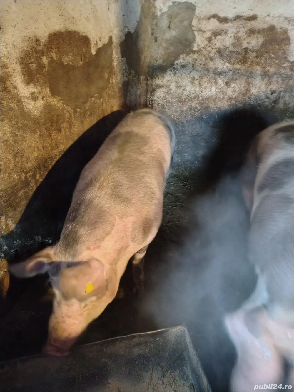 Porc de vanzare pt craciun