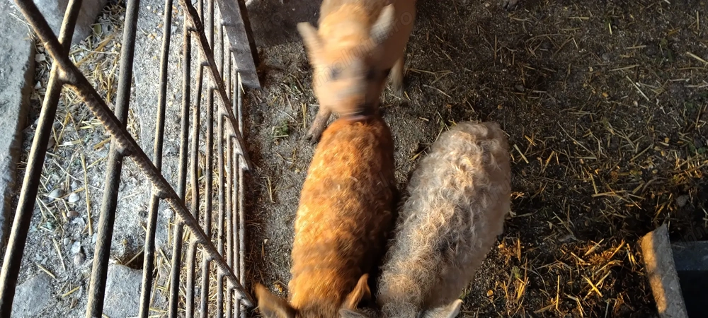 Purcei rasa Mangalița 