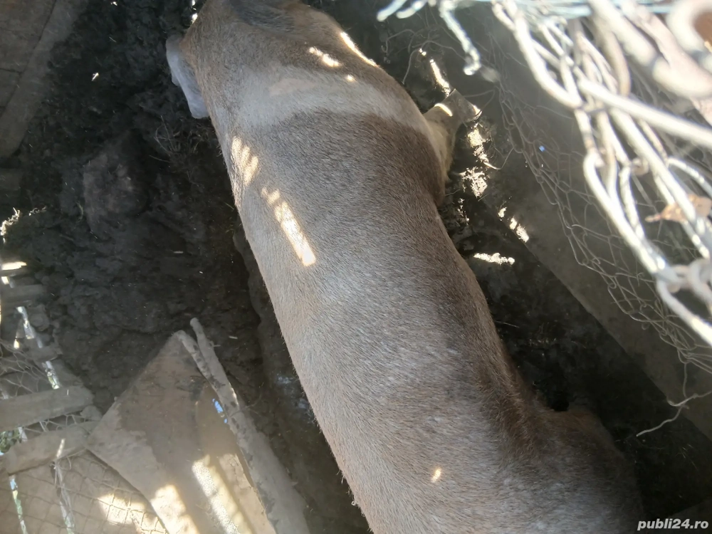 porci de vânzare rasă duroc de la 30 kg la 250kg