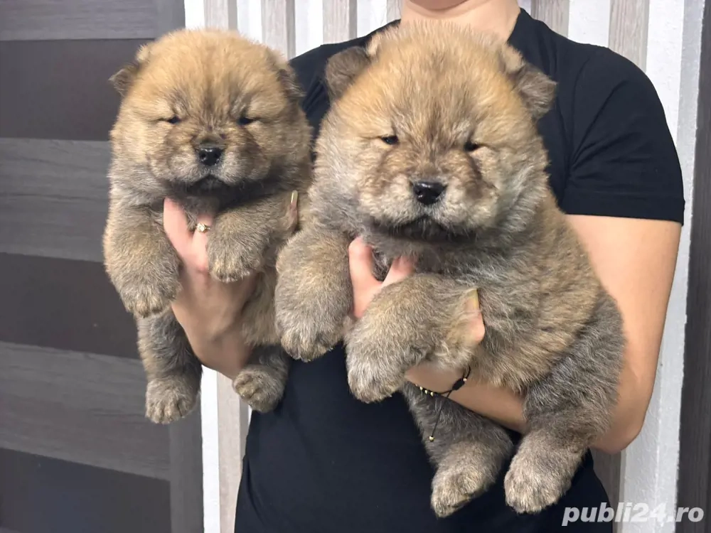 Chow Chow pufoșenie catel 
