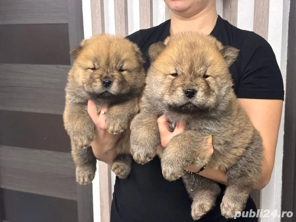 Chow chow rasa pura 