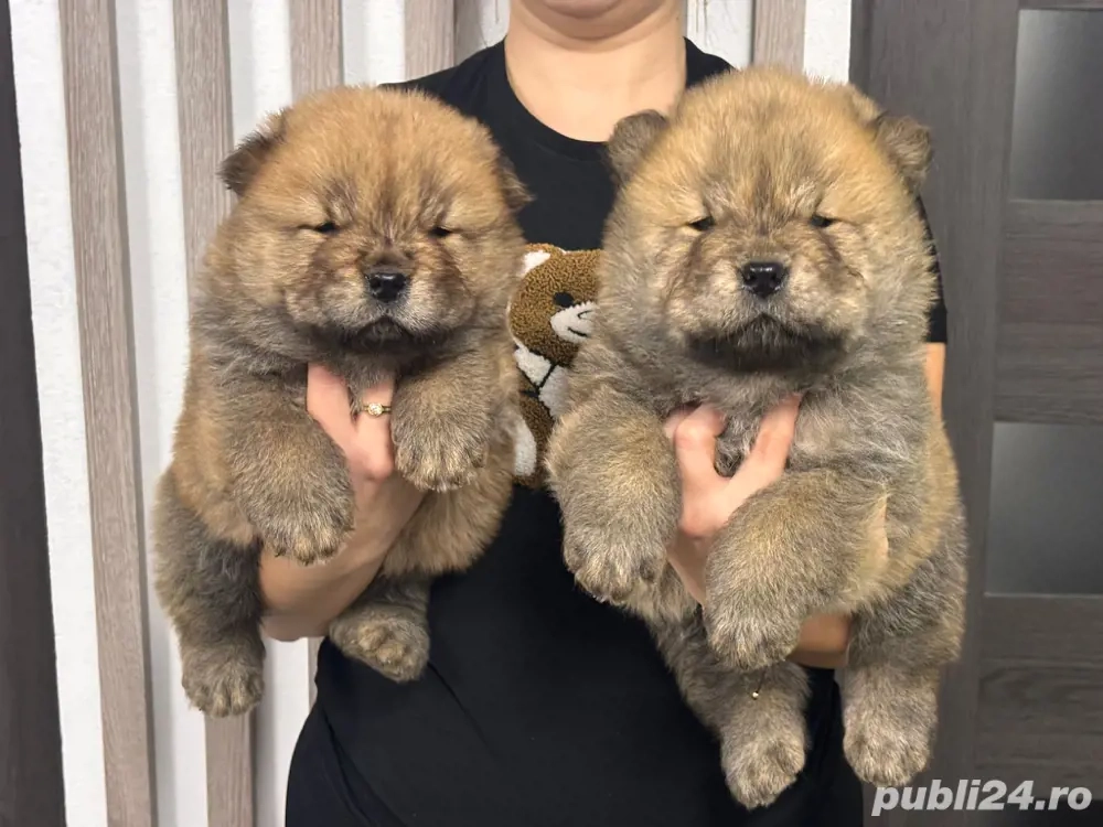 Chow chow rasa pura pufosenie