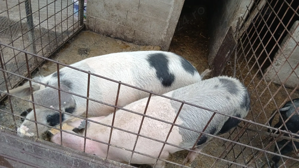 Porci de vanzare, 