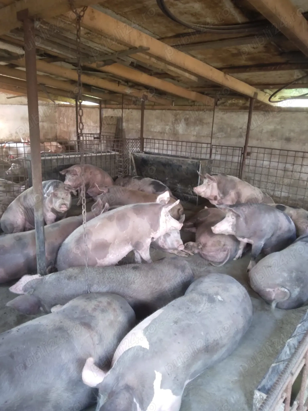 Porci 120-300 kg de vânzare 