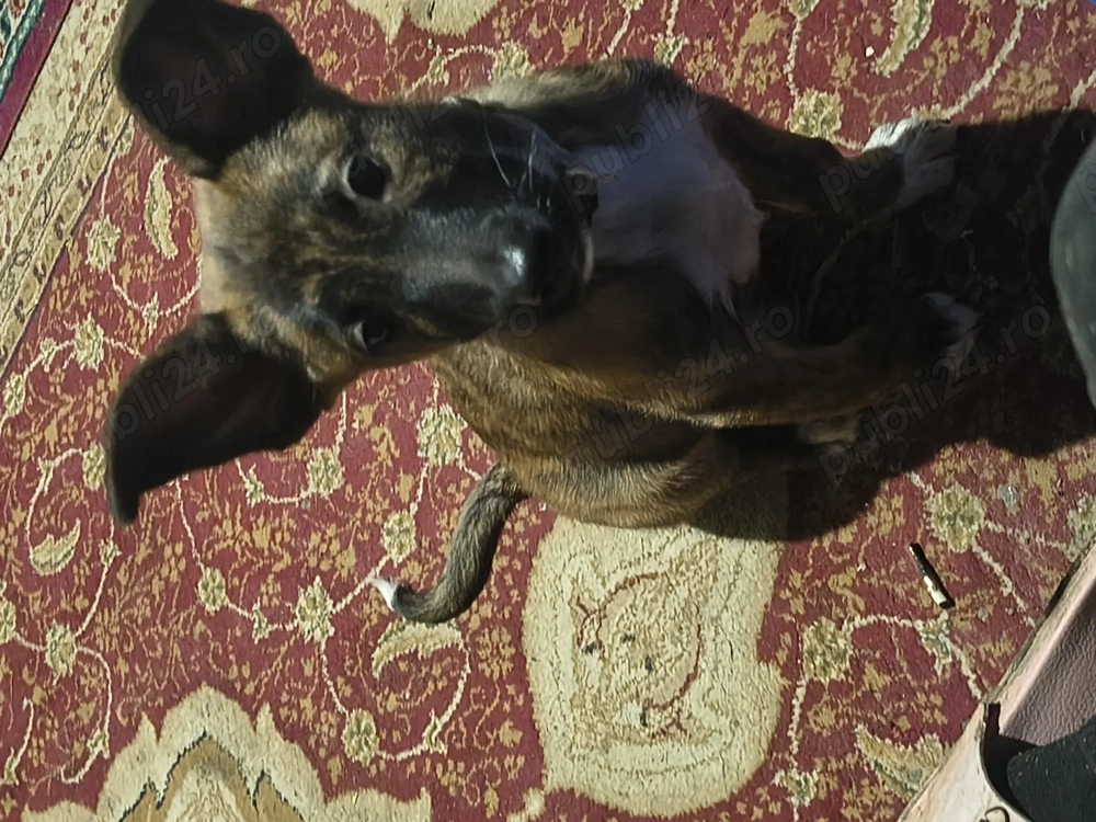 Vând cățelușa molinolis belgian original de 2 luni știe și unele comenzi deja 