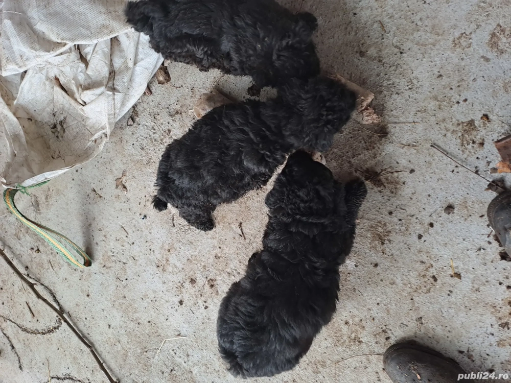 vand catei de intors oi