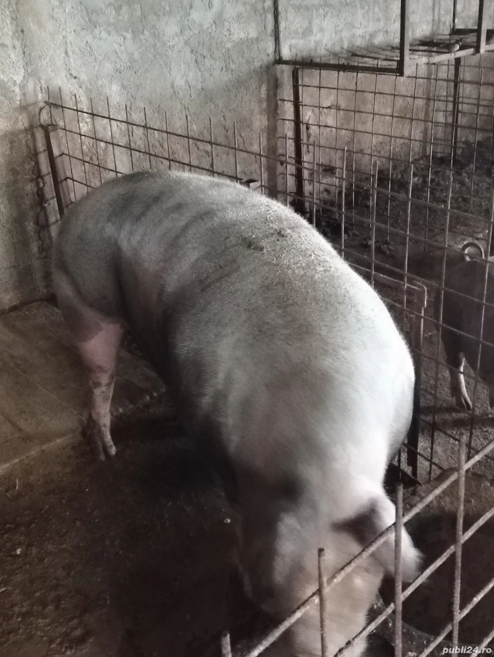 Porc pentru sacrificat