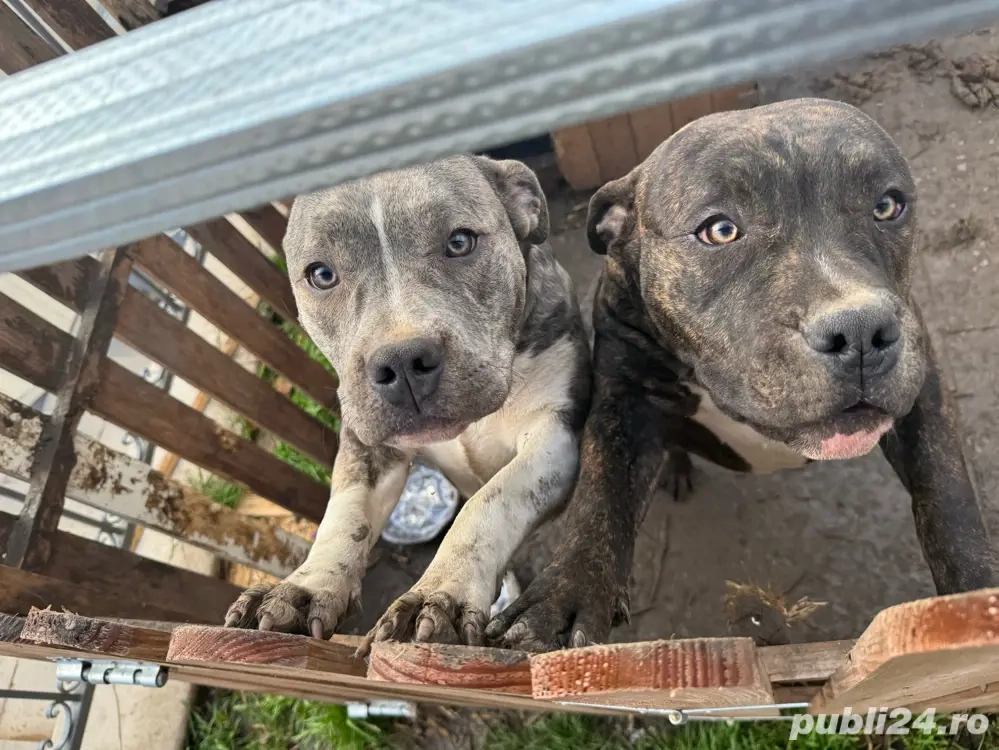 American Bully talie mare   7 luni   băiat & fată