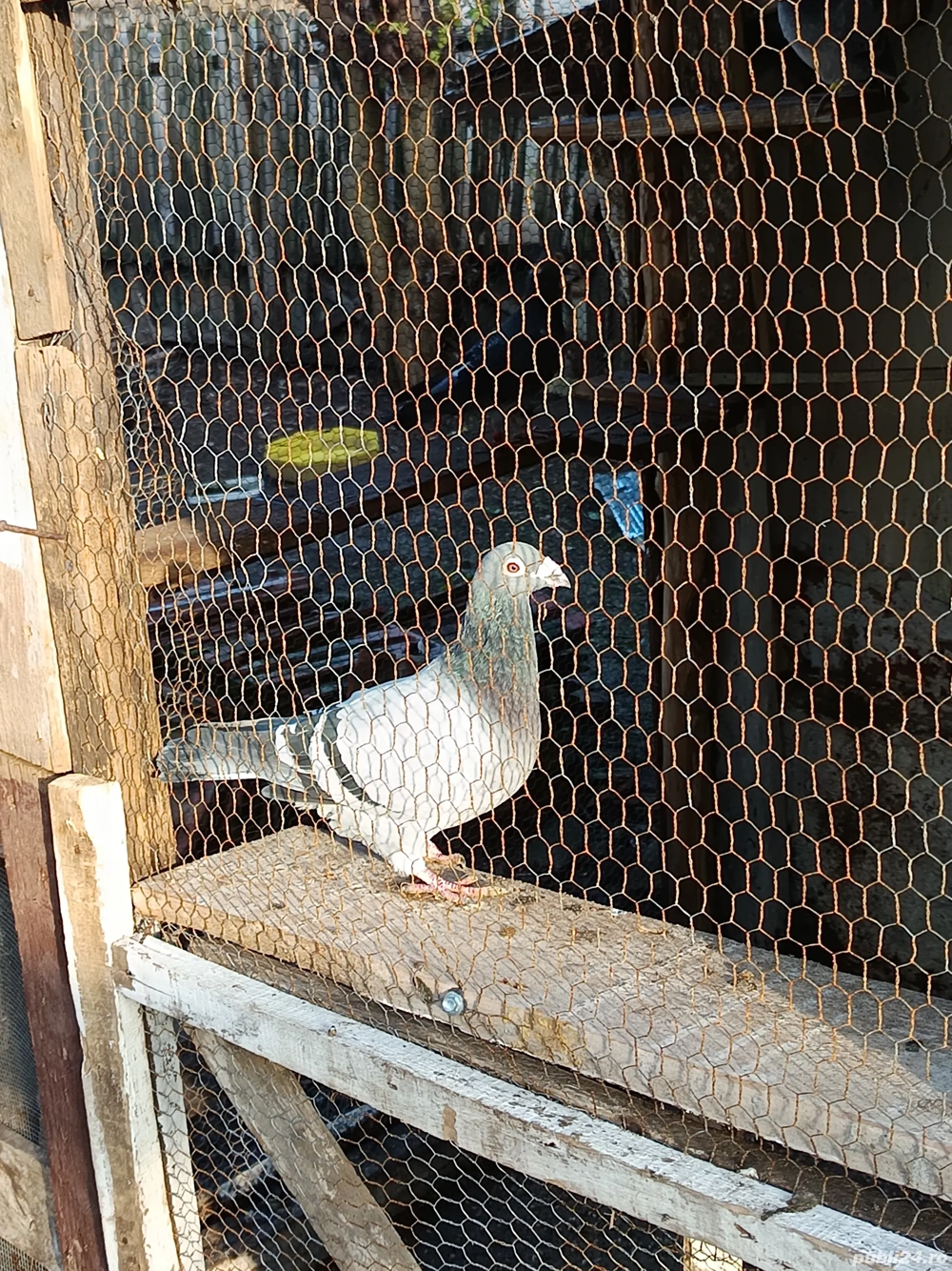 porumbei voiajori de matca  tineri si bătrâni 