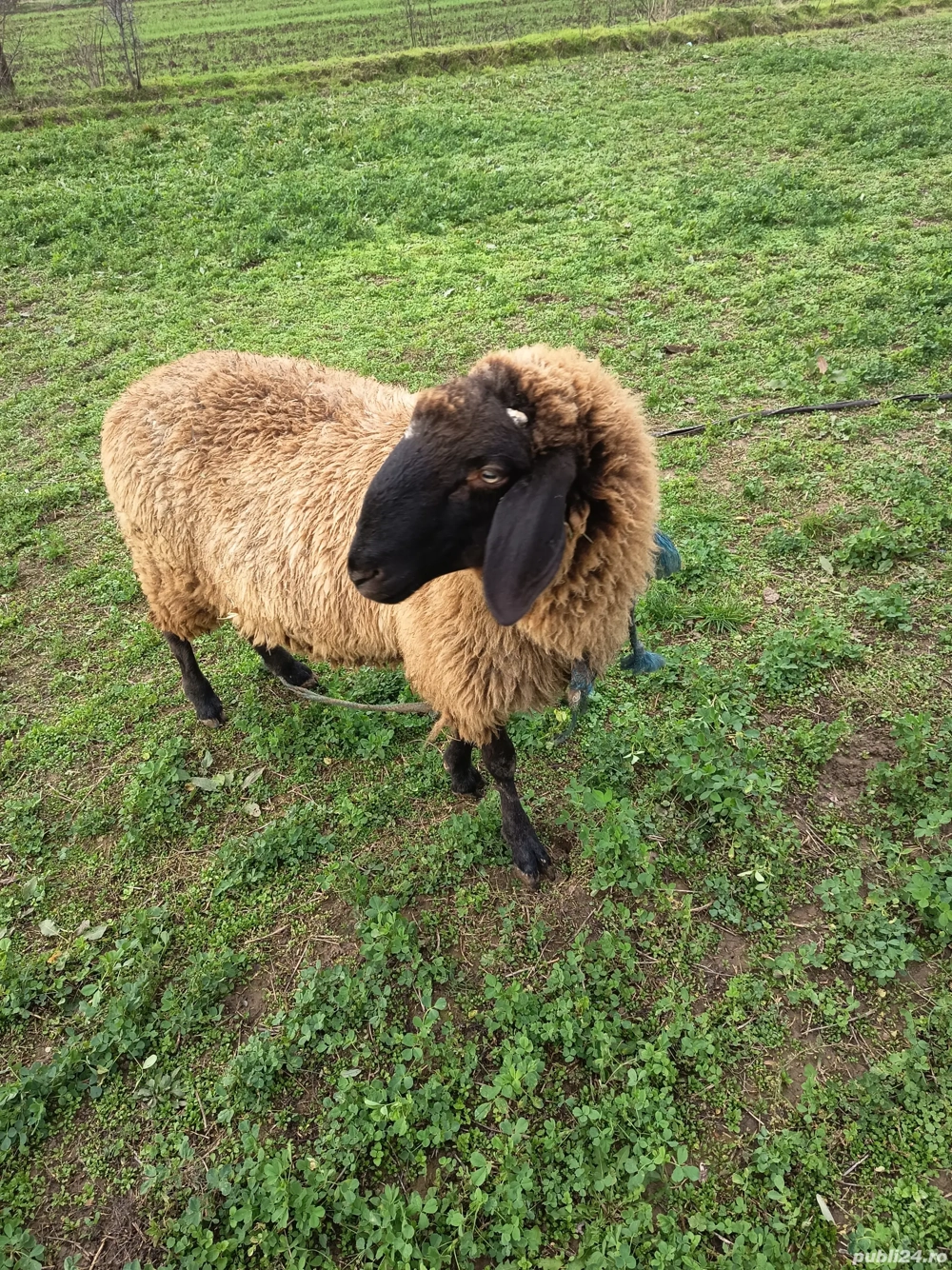 Berbec german de vânzare 