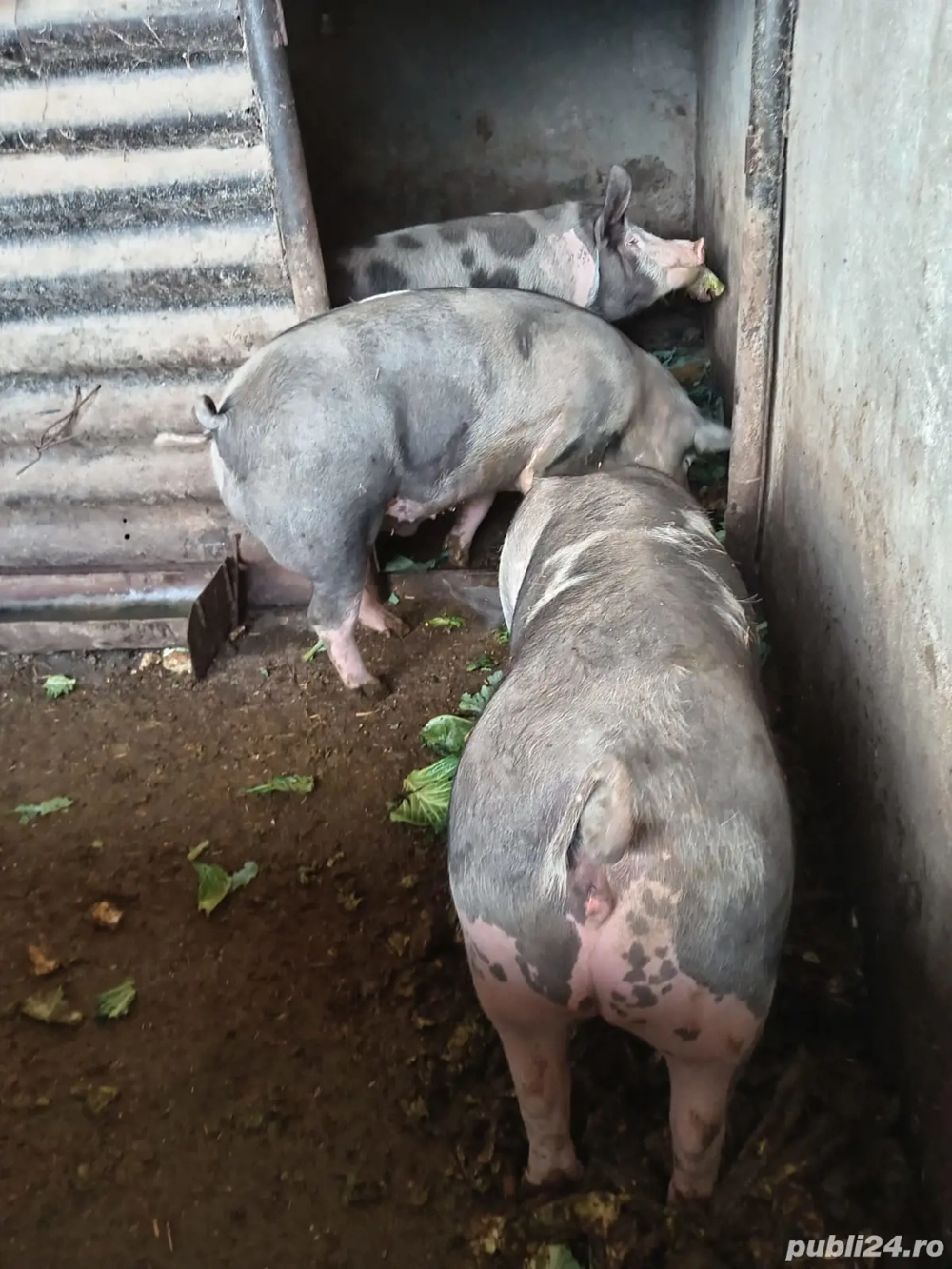 Vand 2 porci Petran cu Marele alb