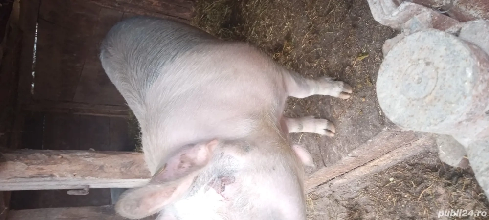 Porc de vânzare 