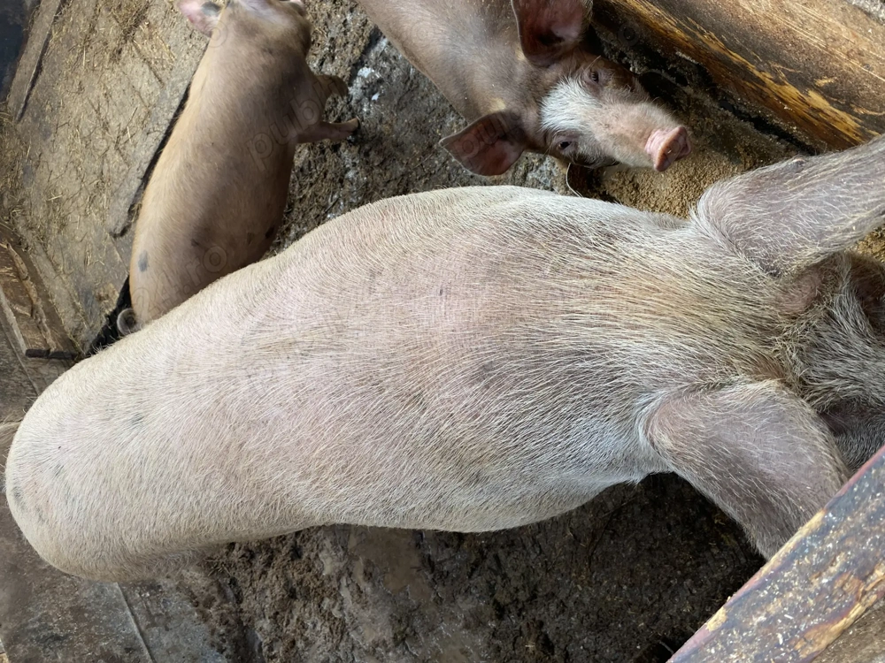 Vând purcea 300kg +