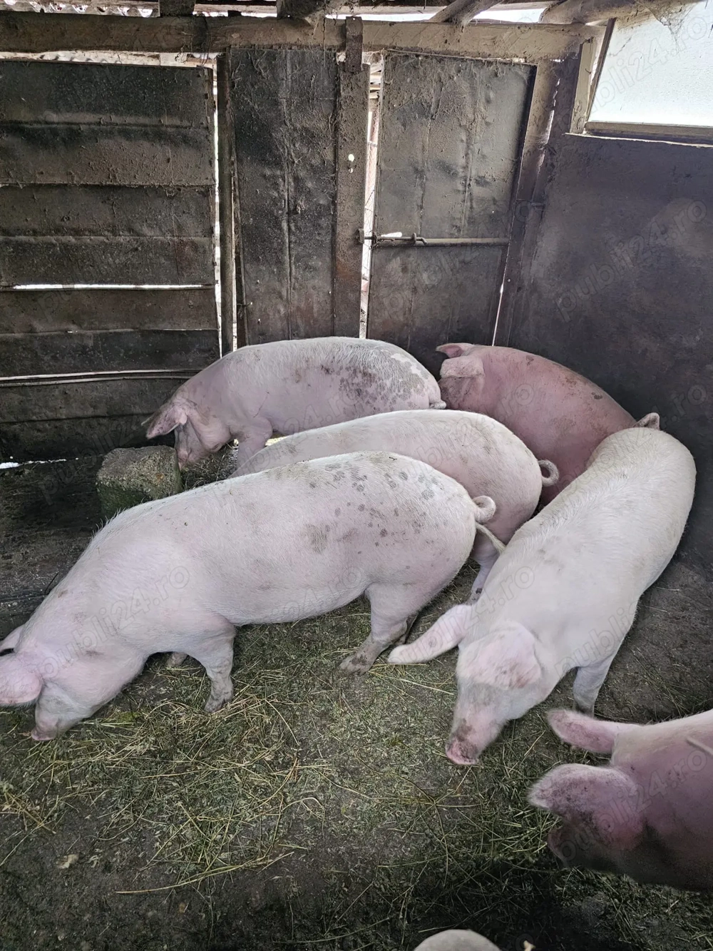 Porci pentru sacrificat