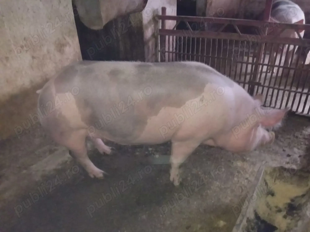 Vand porci de Crăciun calitate garantată 