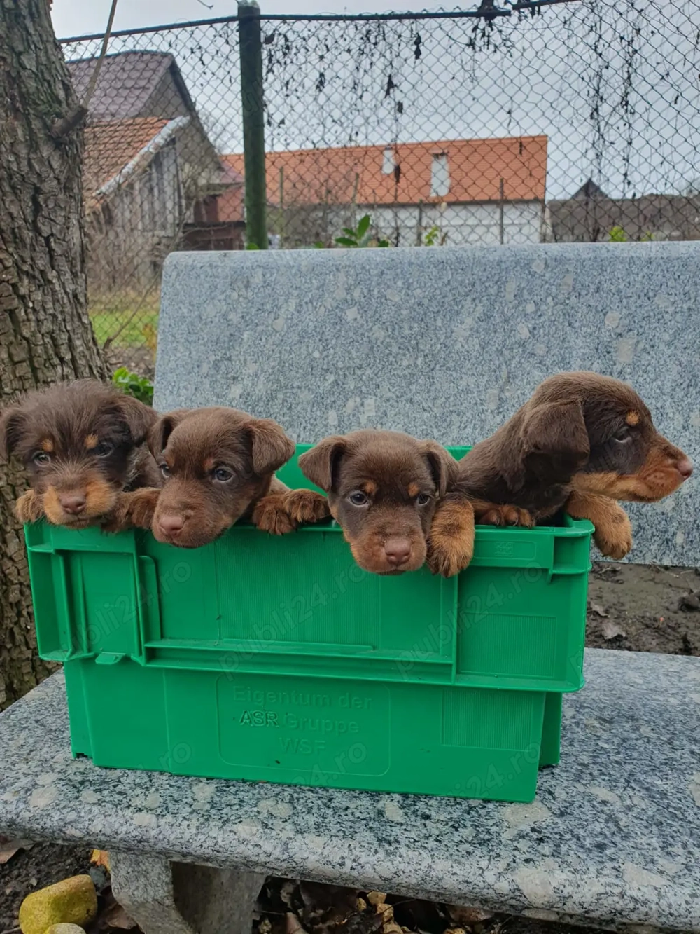 4 pui Jagdterrier maro