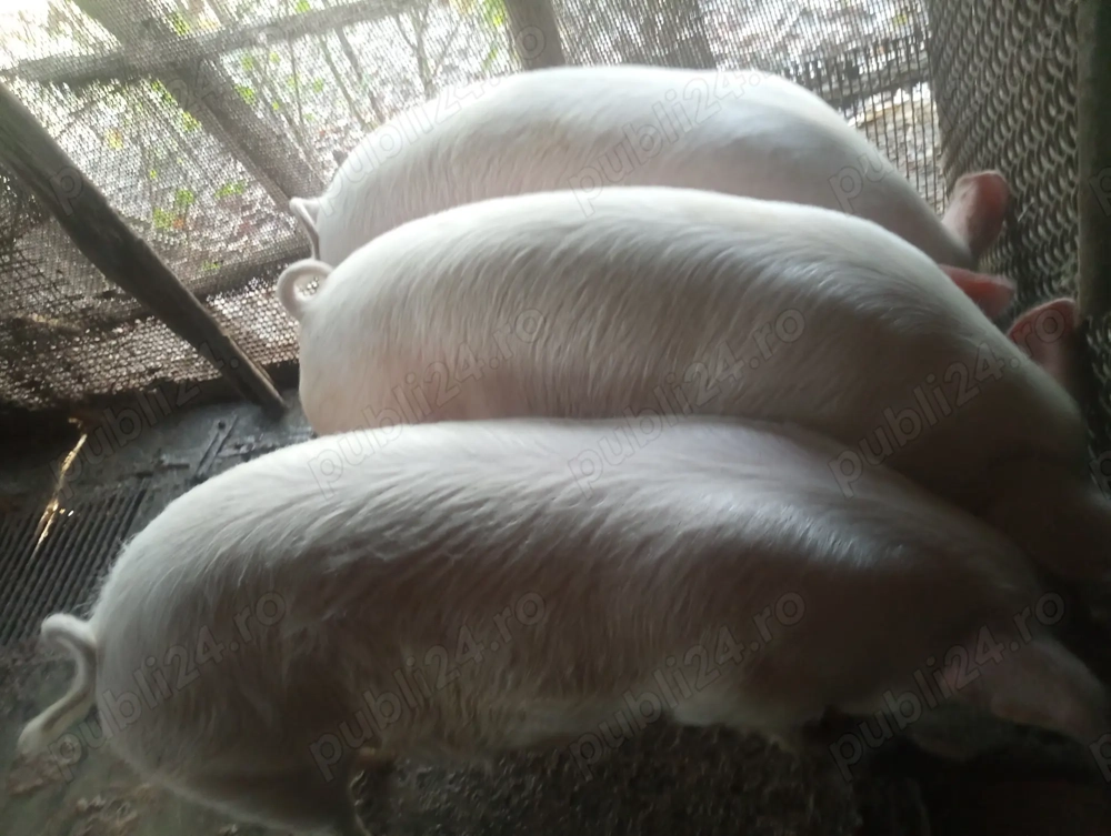 Vând un porc la alegere.