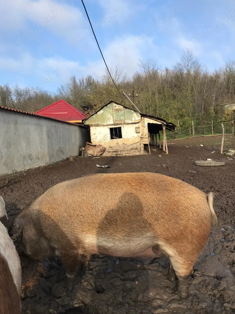 Porci de vânzare