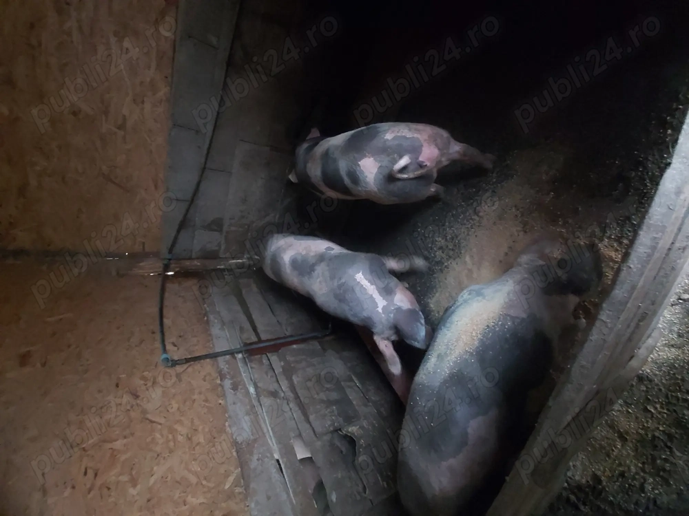 Vând porci grași !!!